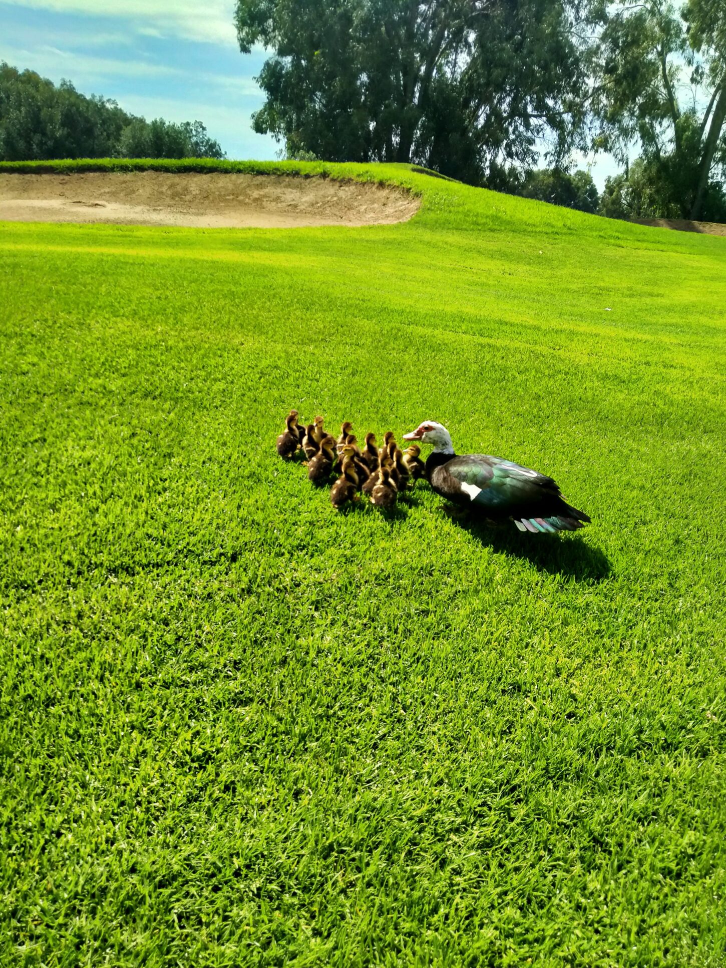 Golfplatz Enten