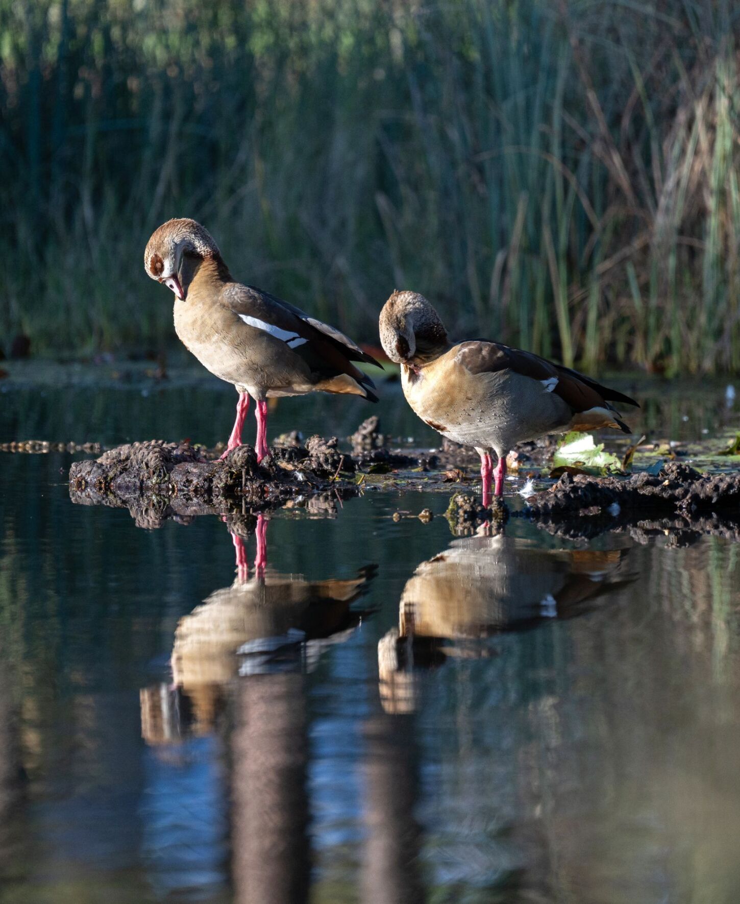 Golfplatz Fauna