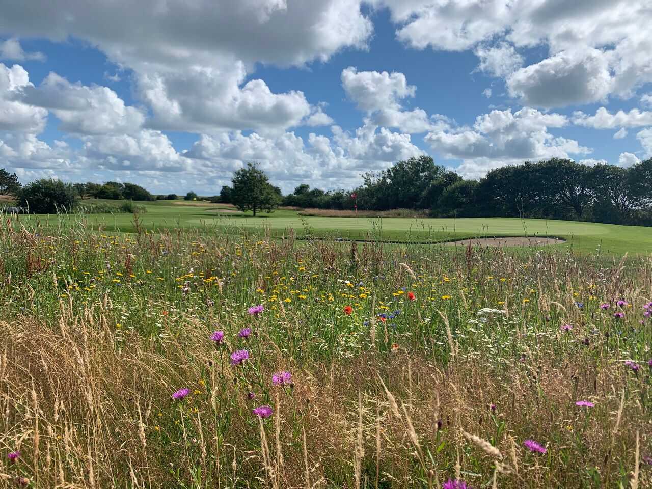 Golfplatz Golfclub Morsum auf Sylt e.V. 4439