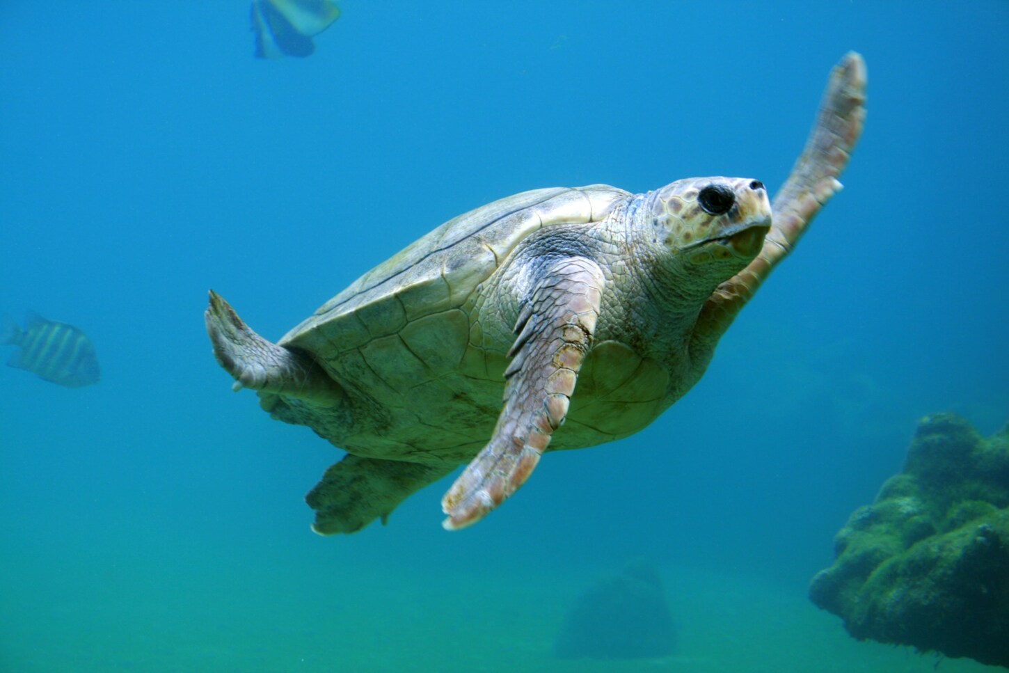 Zentrum für Schildkrötenschutz