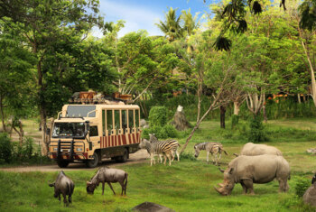 Bali Safari