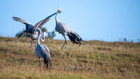 Tiererlebnis