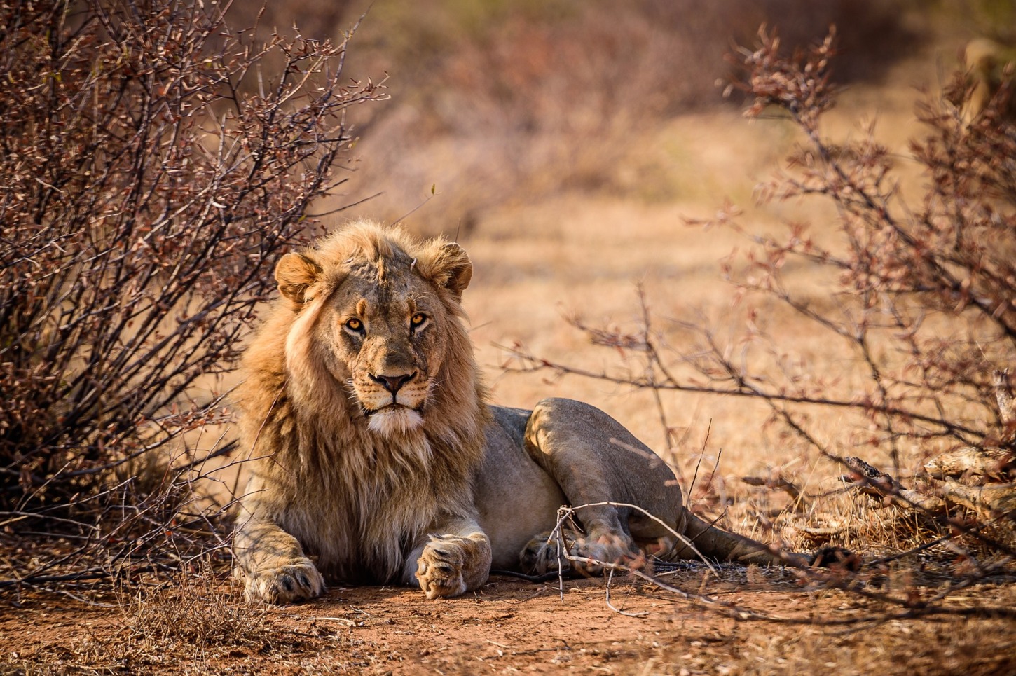 Hotel Golf & Safari am Kap - Südafrika Selbstfahrer Rundreise 1014