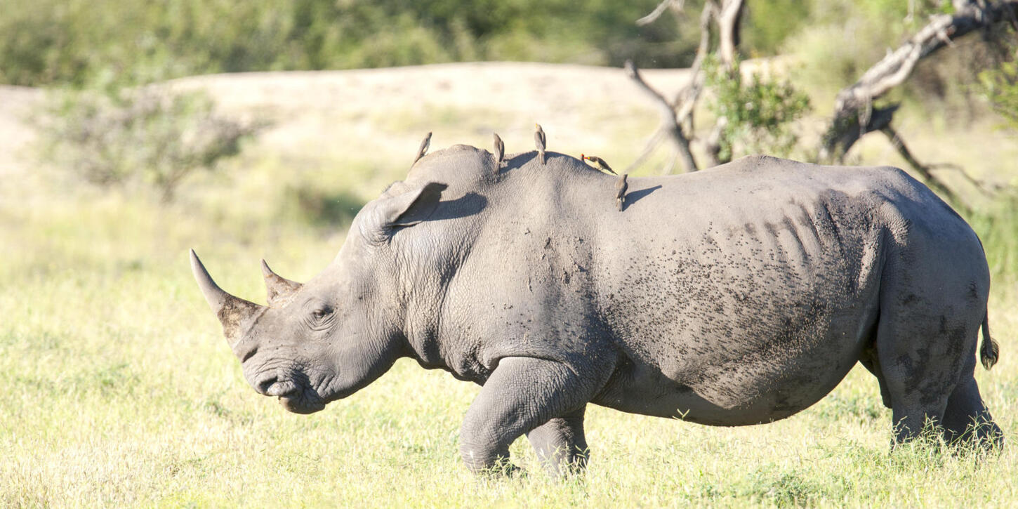 Hotel Golf am Kap und am Kruger - Südafrika Selbstfahrer Rundreise 1028