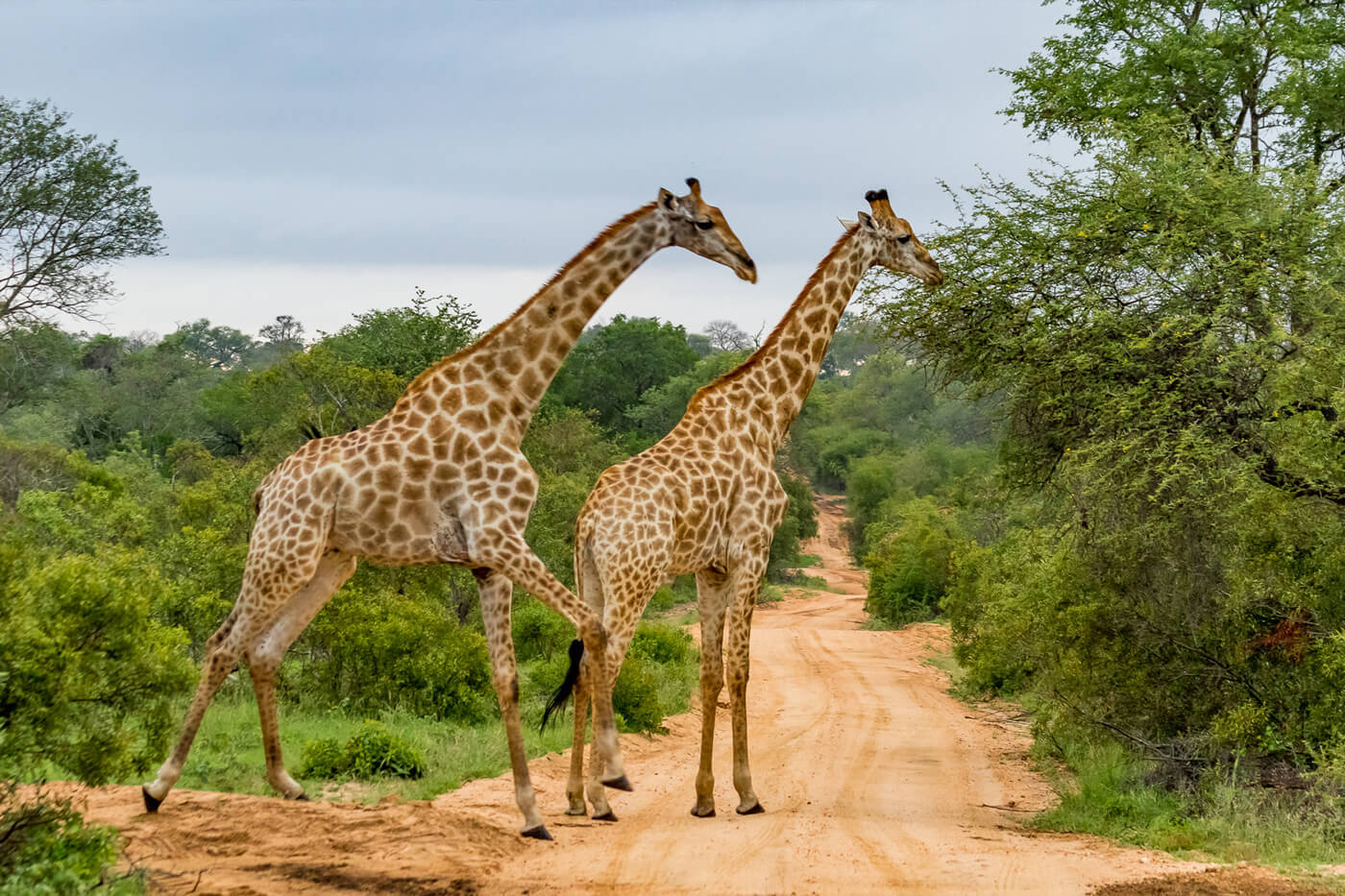 Hotel Golf am Kap und am Kruger - Südafrika Selbstfahrer Rundreise 1040