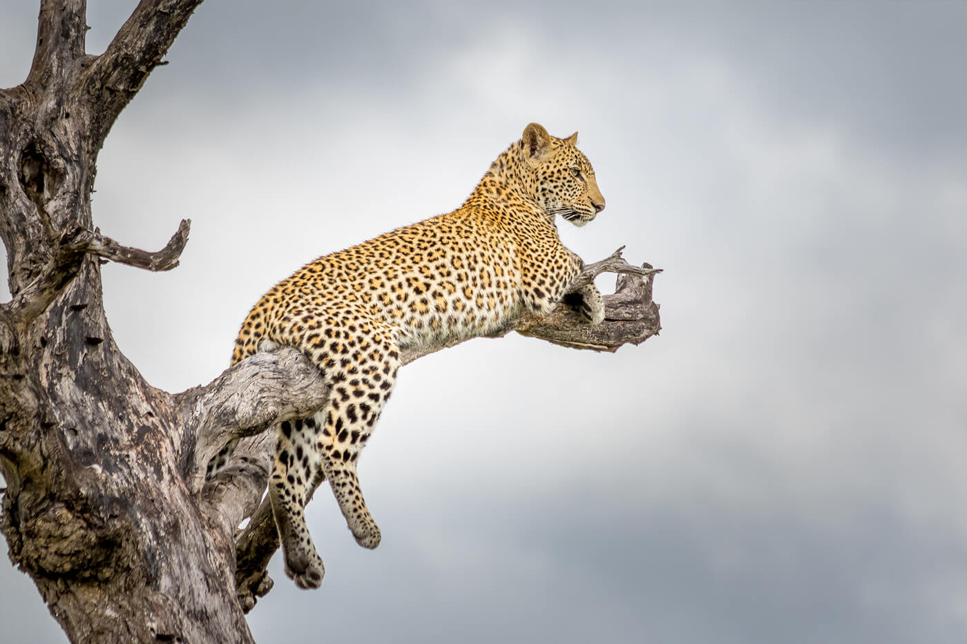 Hotel Golf am Kap und am Kruger - Südafrika Selbstfahrer Rundreise 1041