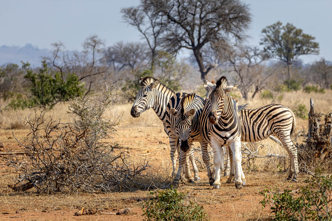 Hotel Golf am Kap und am Kruger - Südafrika Selbstfahrer Rundreise 1042