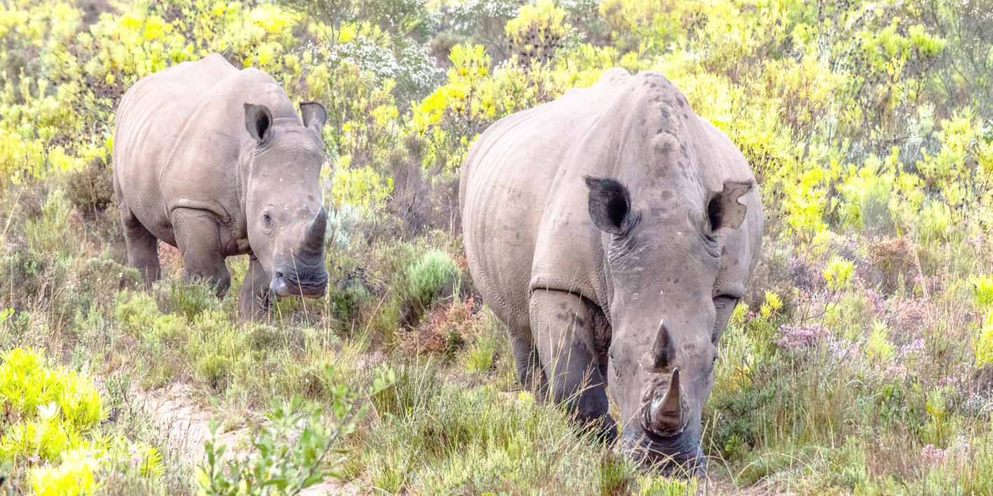 Gondwana Game Reserve