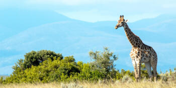 Gondwana Game Reserve