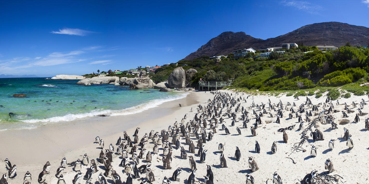 Boulders Beach