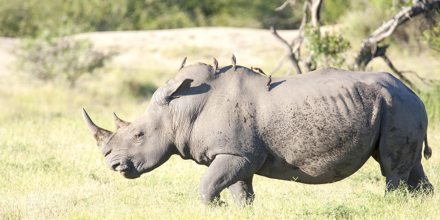 Kruger National Park