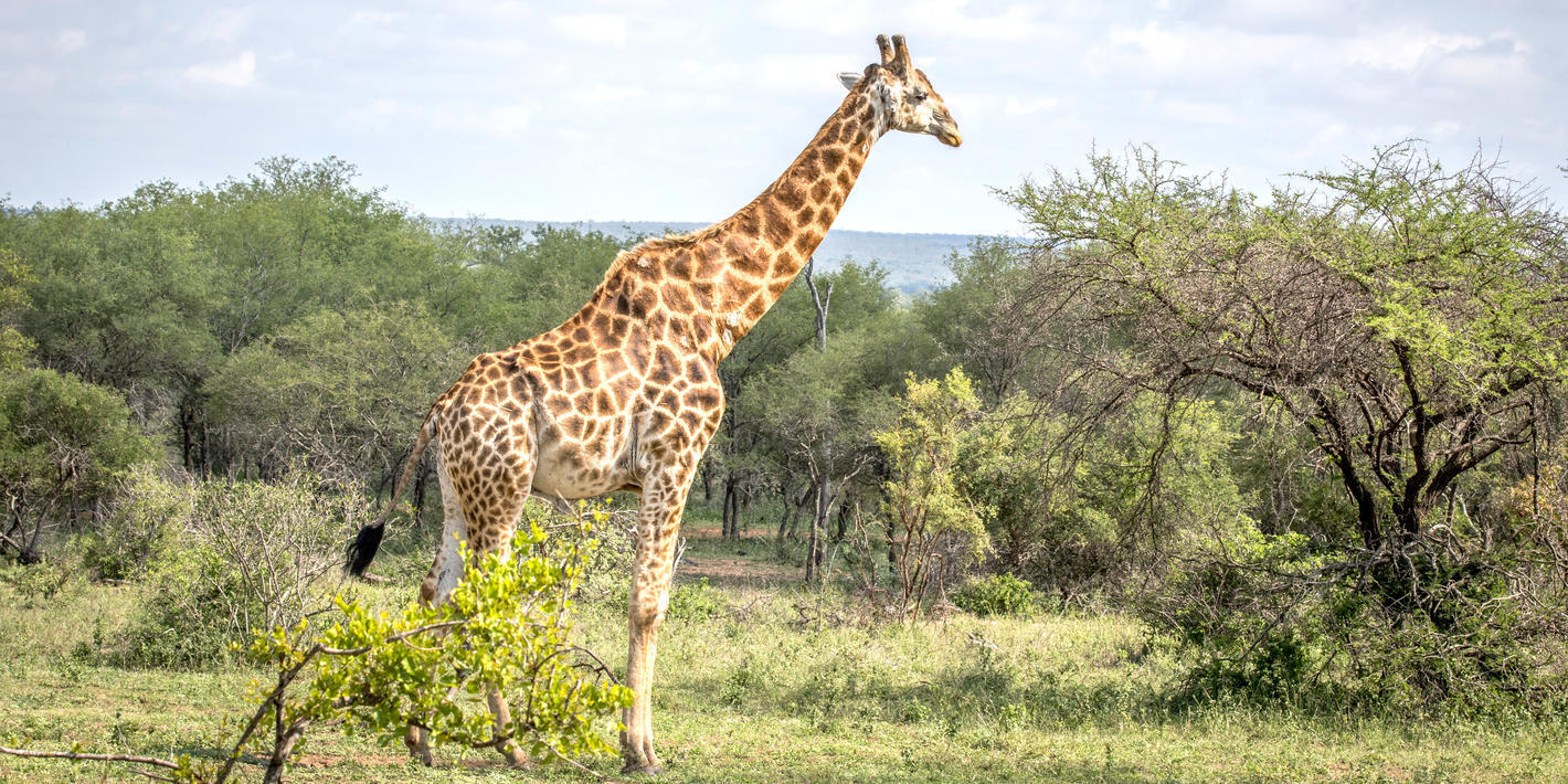 Kruger National Park