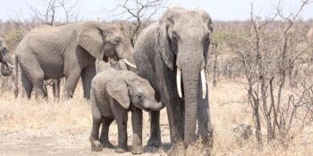 Kruger National Park