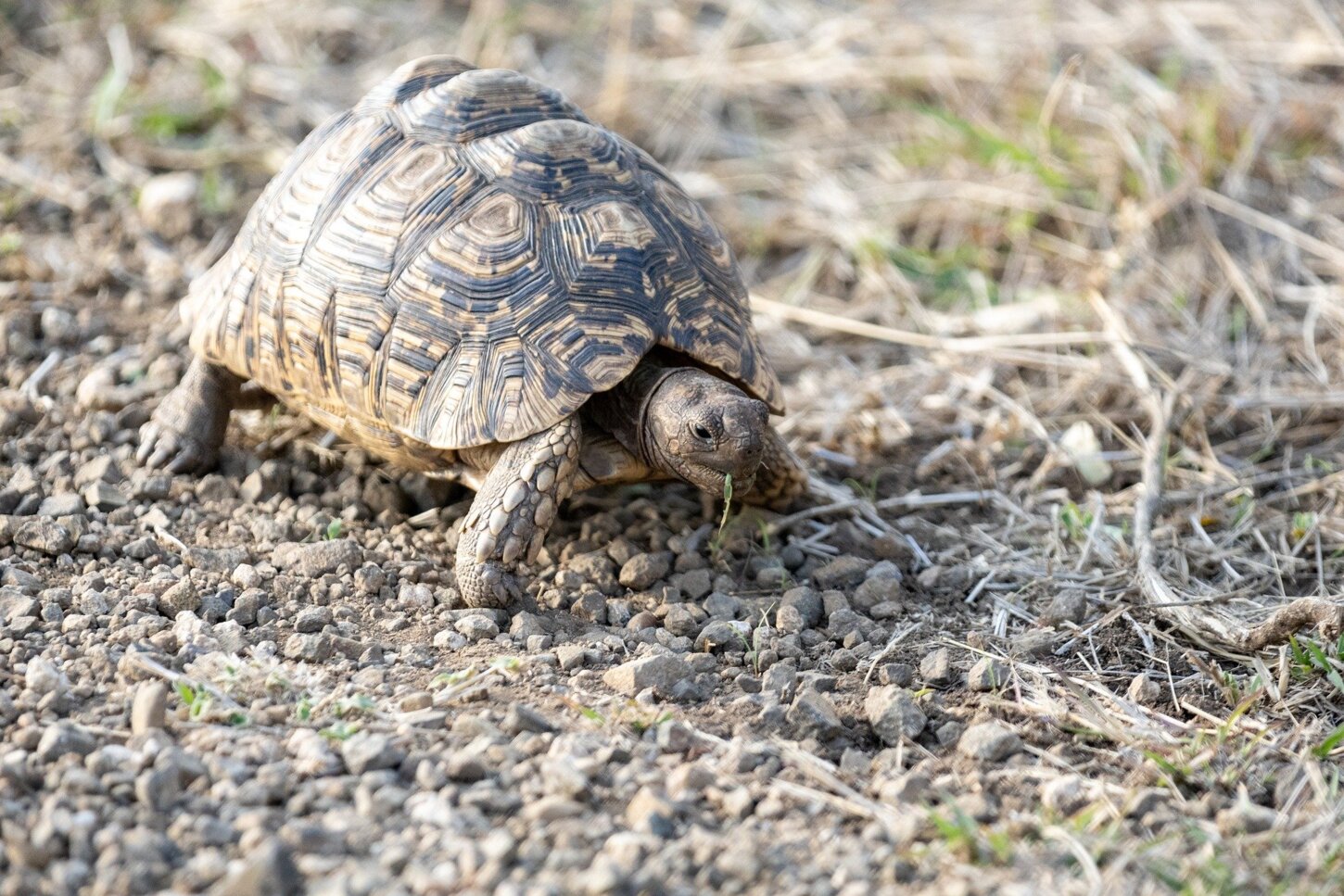 Tierwelt