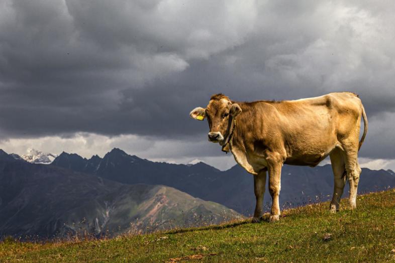 Unterregion Allgäu